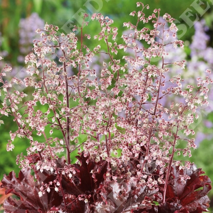 Picture of Heuchera - Melting Fire